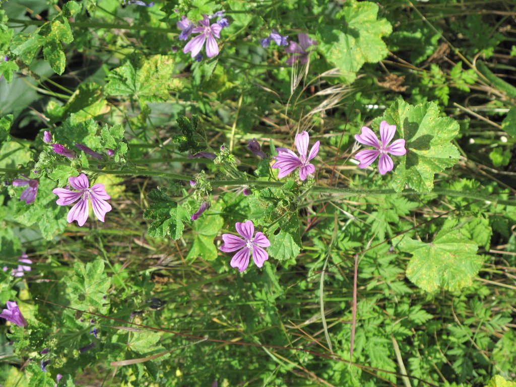 Malva sylvestris